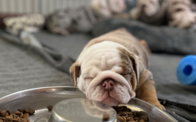 Questions to Ask an English Bulldog Breeder