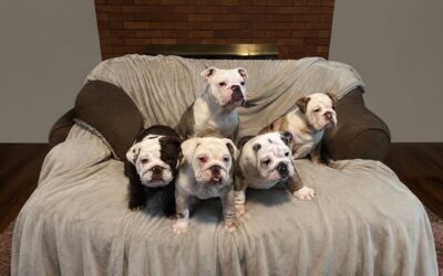 The English Bulldog Owner’s Manual Nobody Gave You