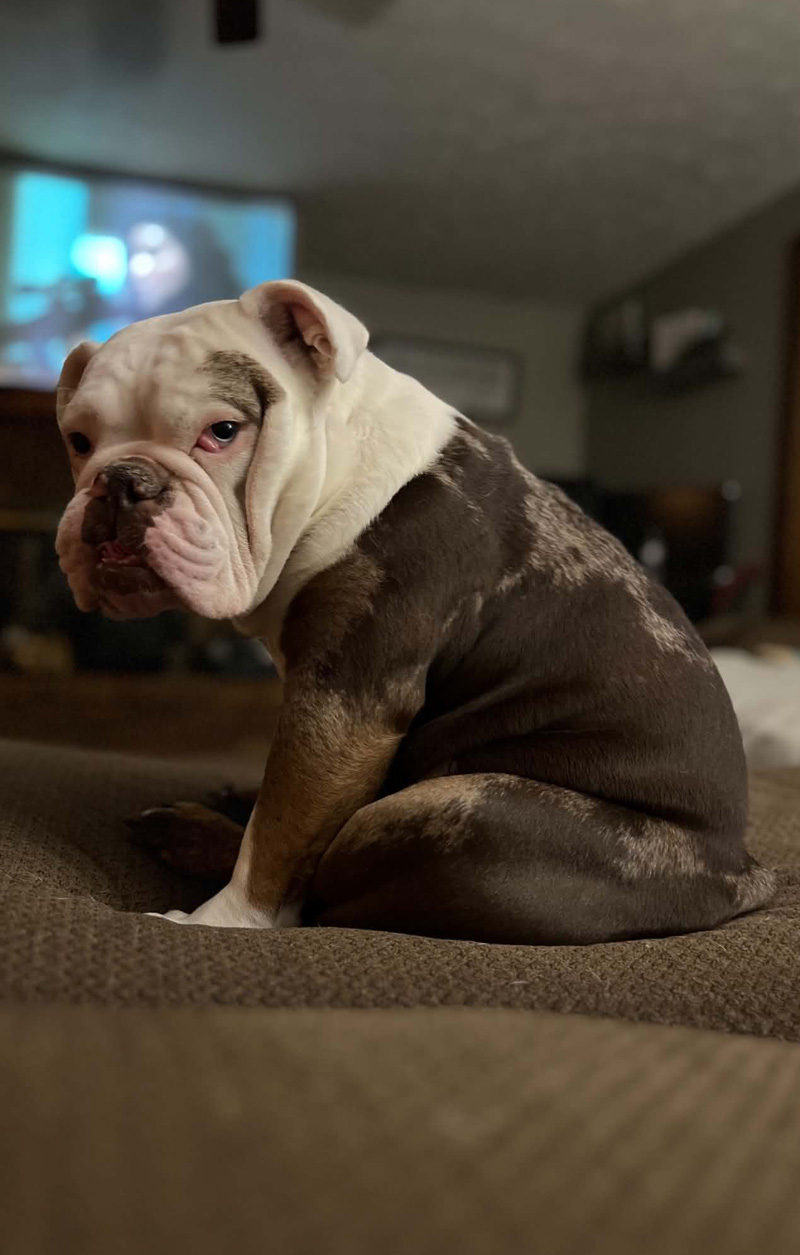 English Bulldog puppy for sale in Ohio