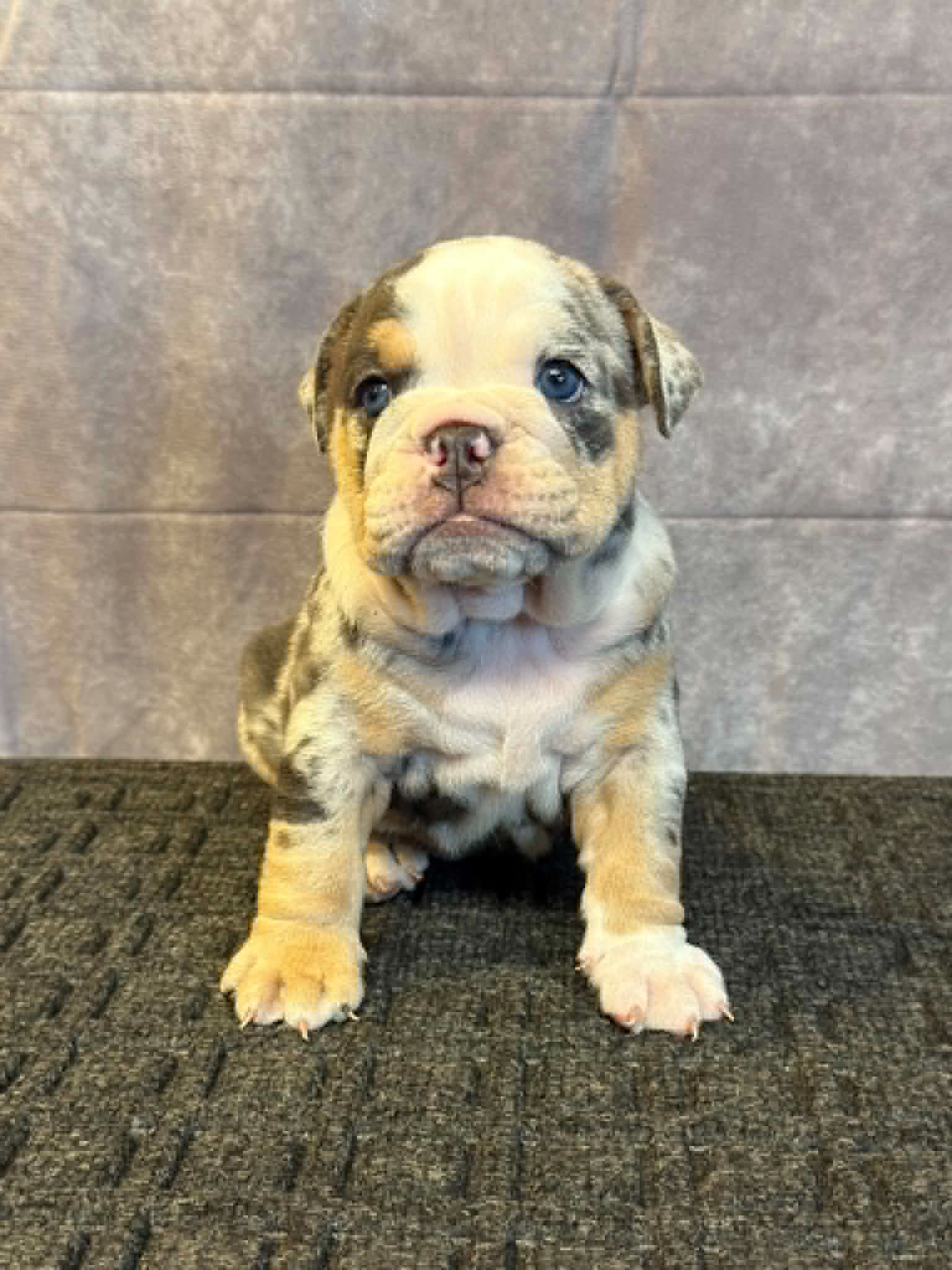 03dc2772-02b0-4b4f-9117-71fa83b09026 Oreo, an English Bulldog puppy