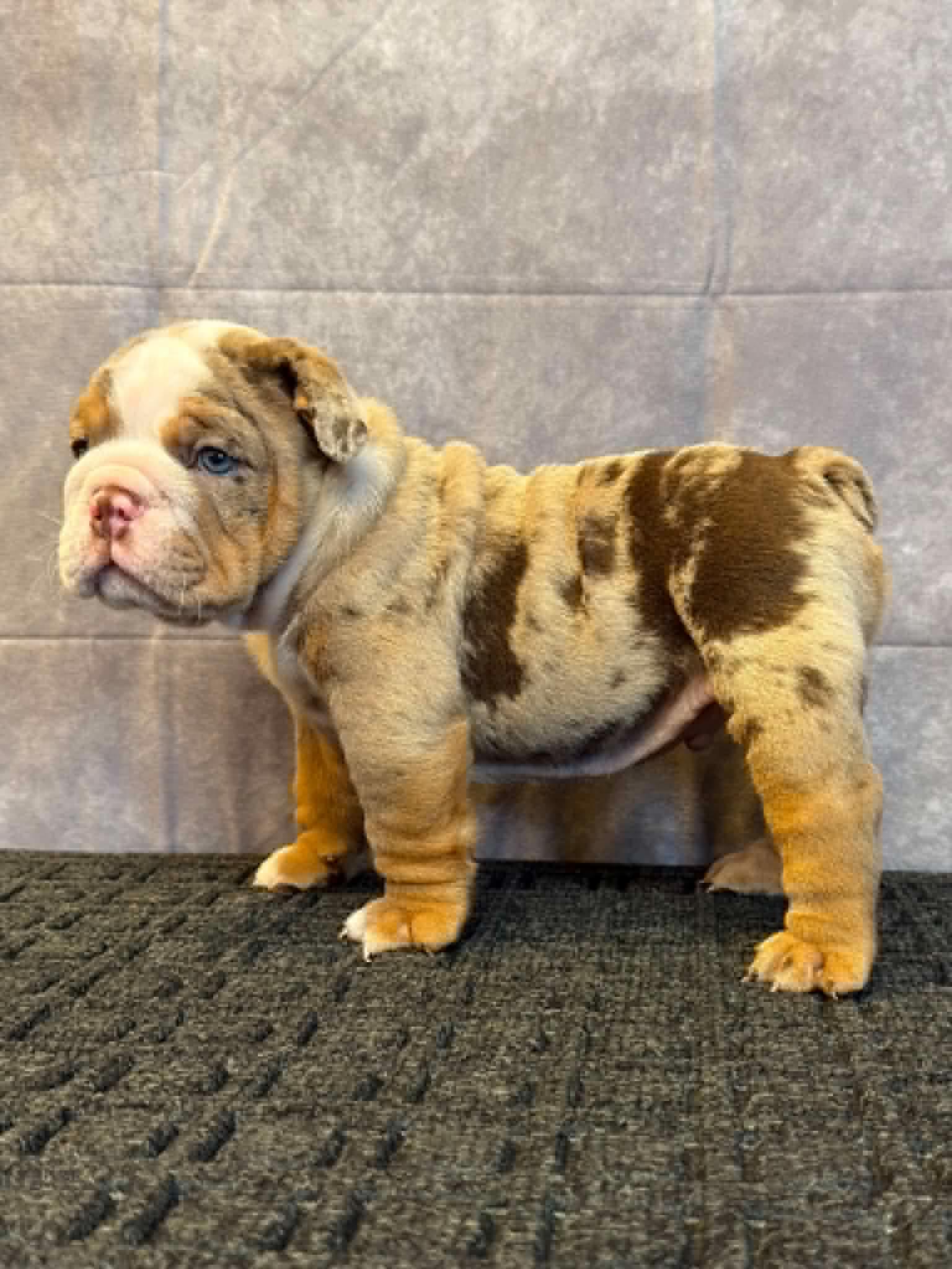 05b3d7f1-736a-4525-b3da-5d9db7782da9 King, an English Bulldog puppy