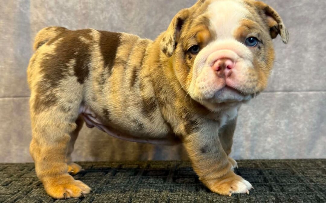 Bulldog puppy standing on a rug