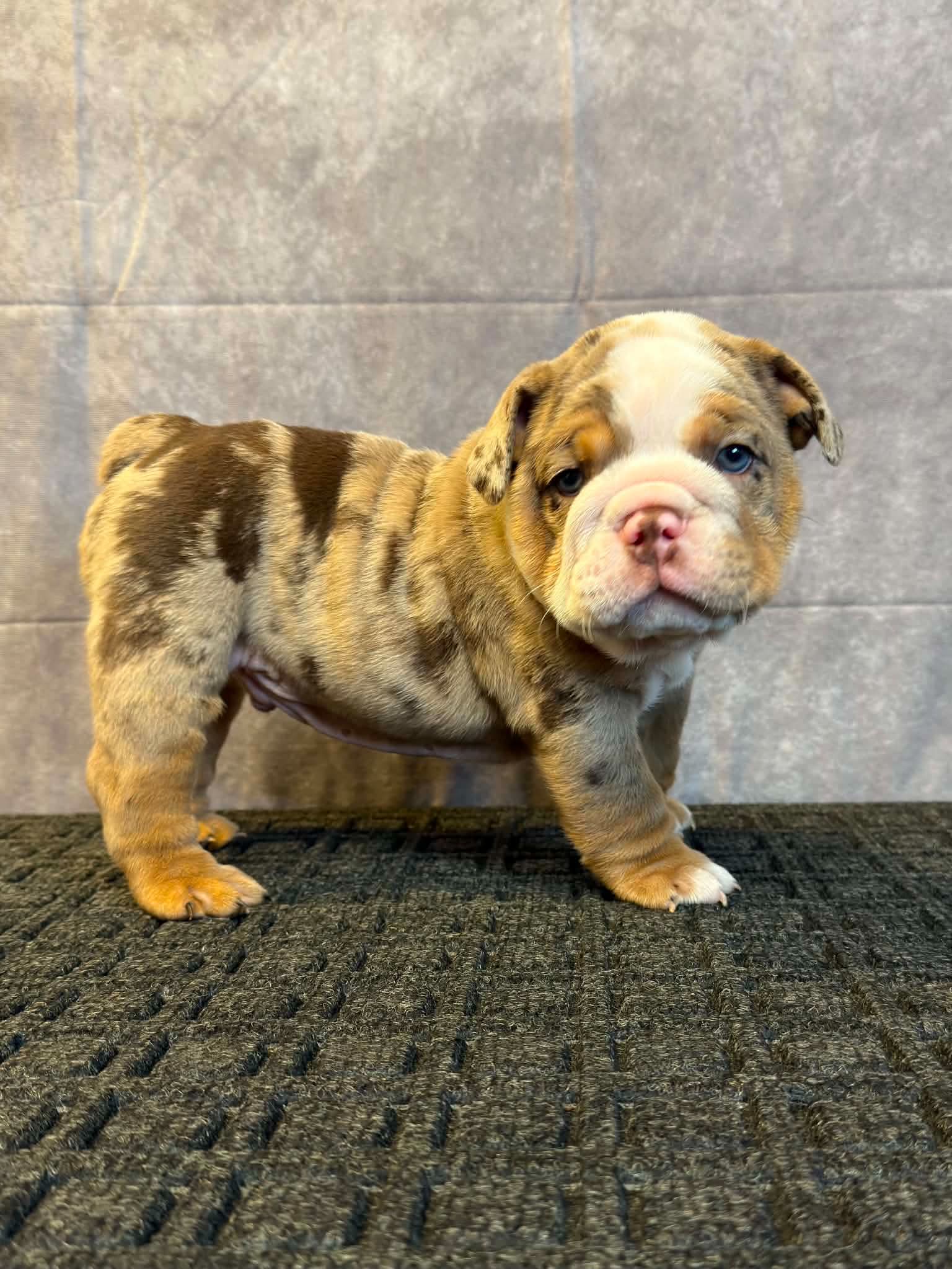 King, an English Bulldog puppy standing on a rug