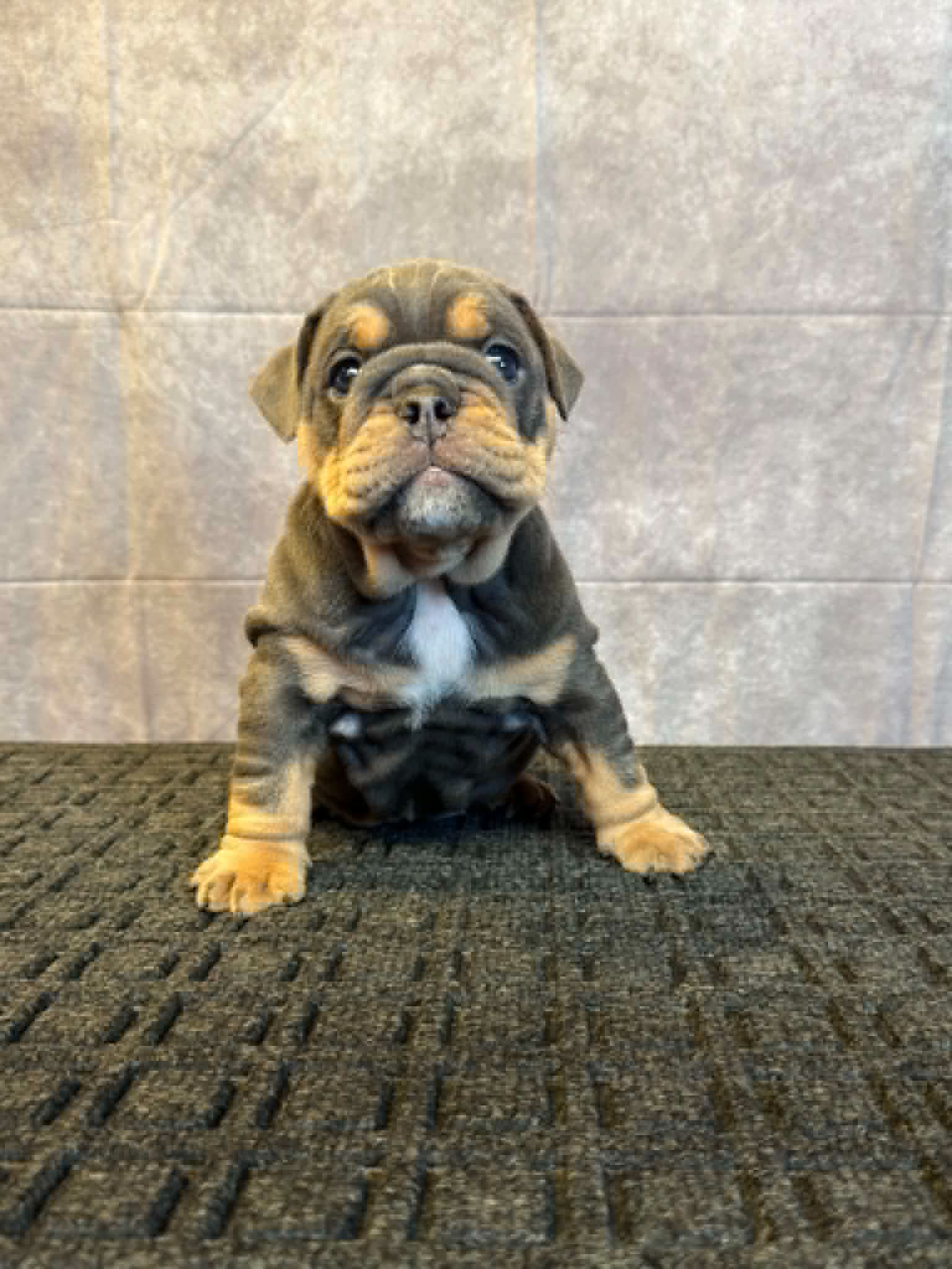 247383cf-7a29-49cd-99d8-6f4f71d17677 Peach, an English Bulldog puppy