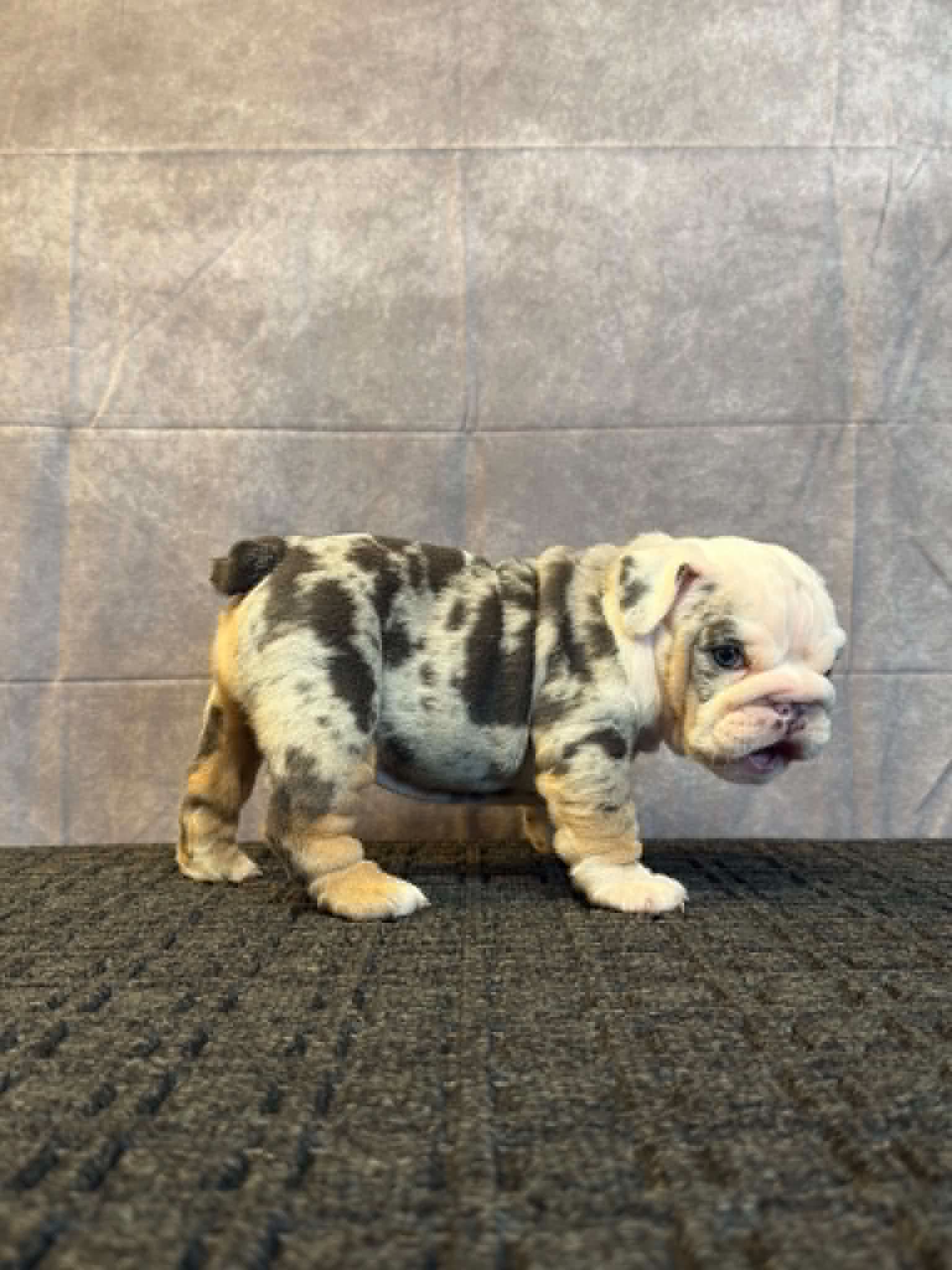 33892394-eddd-4a0c-b303-1edfcb25d3f9 Sora, an English Bulldog puppy