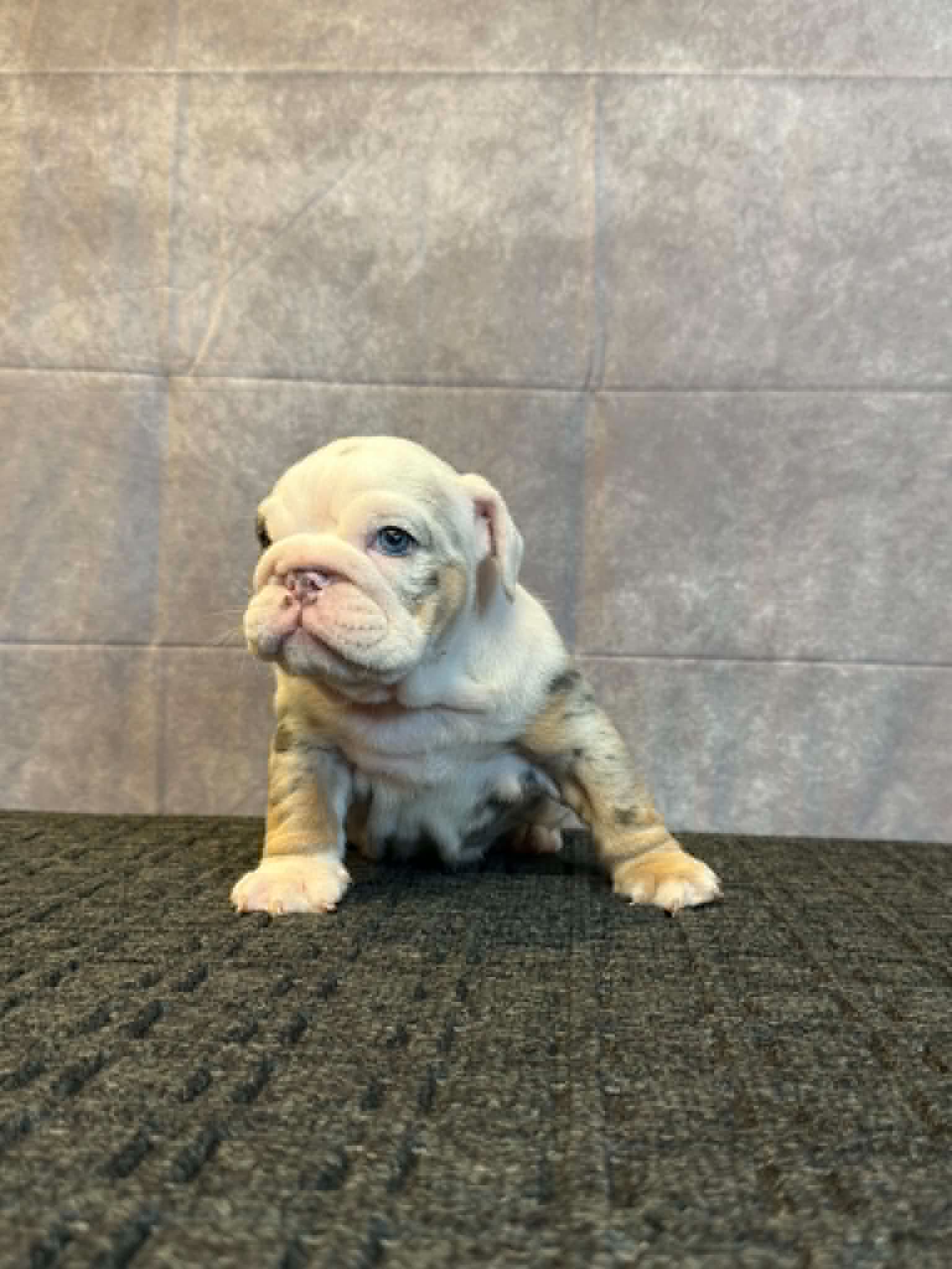 37be4183-b384-4f62-b4a6-0a2ab336dbc6 Sora, an English Bulldog puppy