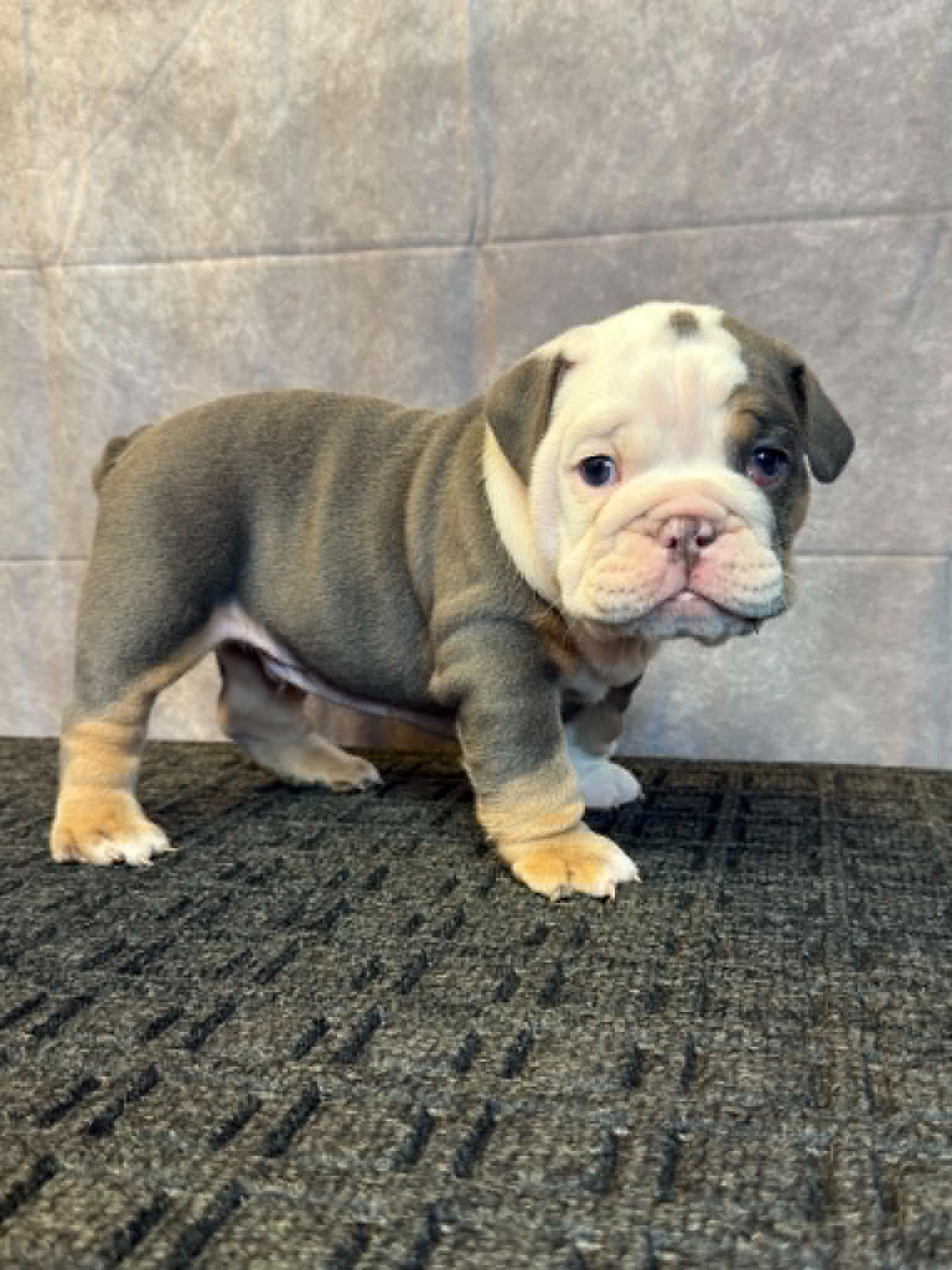4b90c578-74cd-4240-82c4-c5fda469018f Noreaga, an English Bulldog puppy