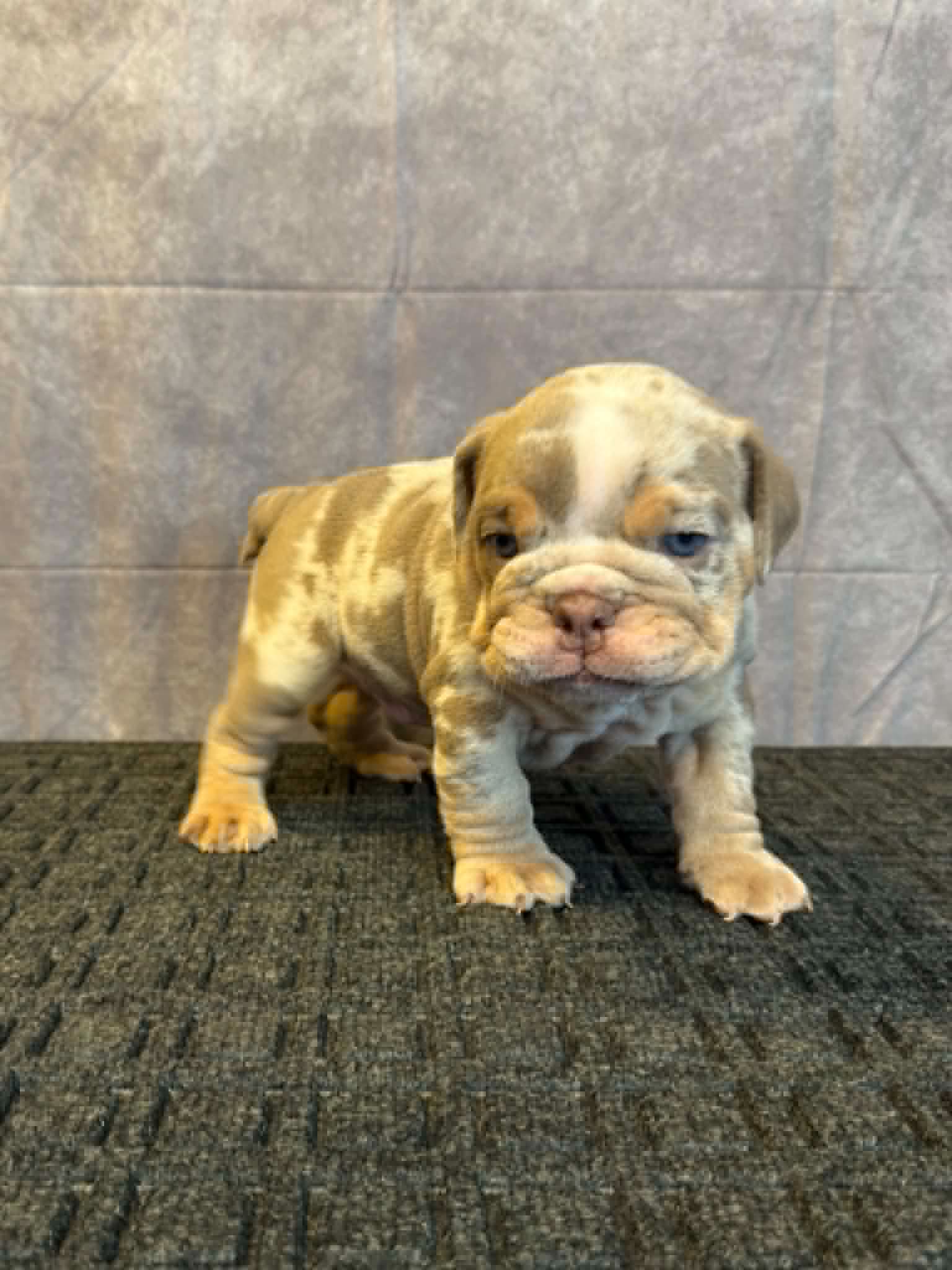 5870e18a-a35f-4b48-9d9e-7a0d895b6846 Creme, an English Bulldog puppy