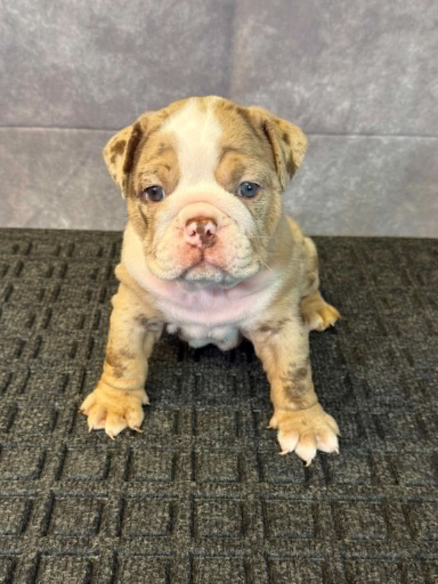 6aef4181-04c8-4431-95a1-ae3df0a105b8 Queen, an English Bulldog puppy