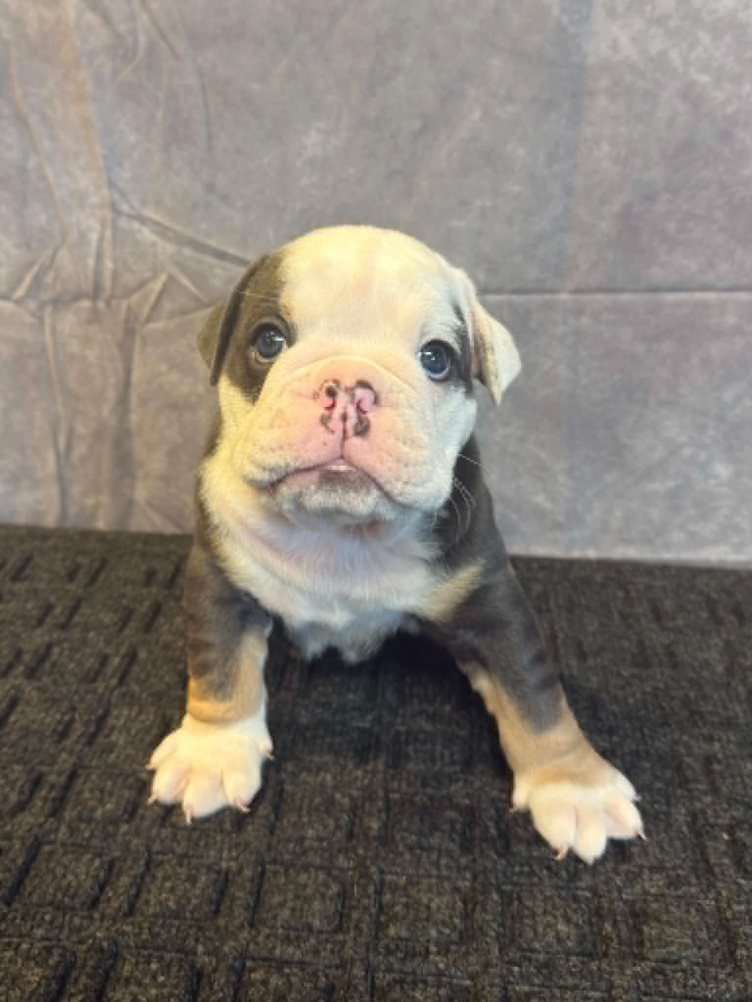6b994003-a3e0-476a-9eb3-d1f9054cd60f Capone, an English Bulldog puppy
