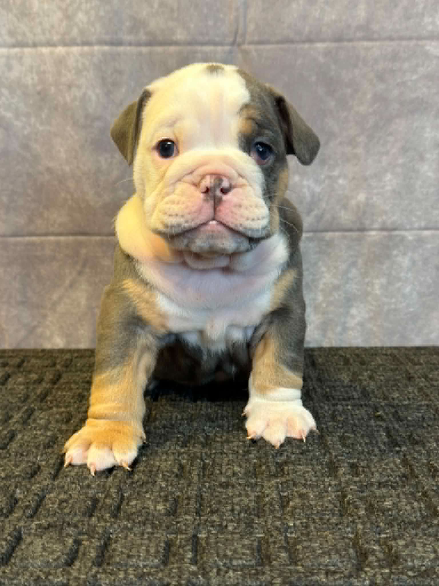 7a6bacf8-9e9e-4138-a7ac-982061414018 Noreaga, an English Bulldog puppy