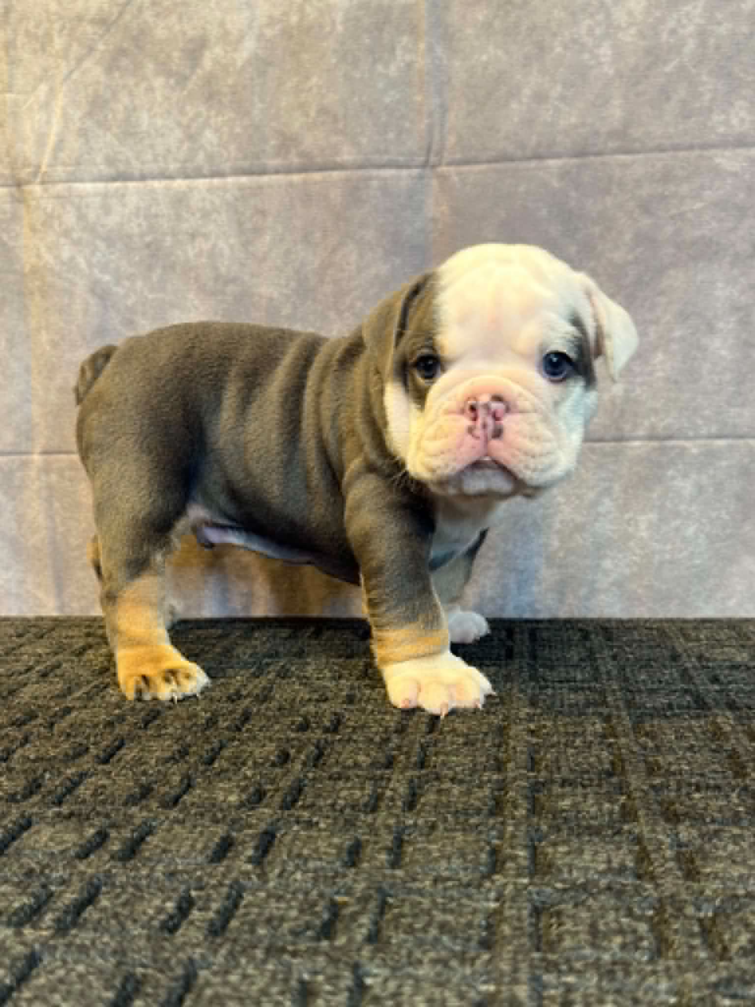 9e08d9bd-7d55-466a-86c0-1748807eaf42 Capone, an English Bulldog puppy
