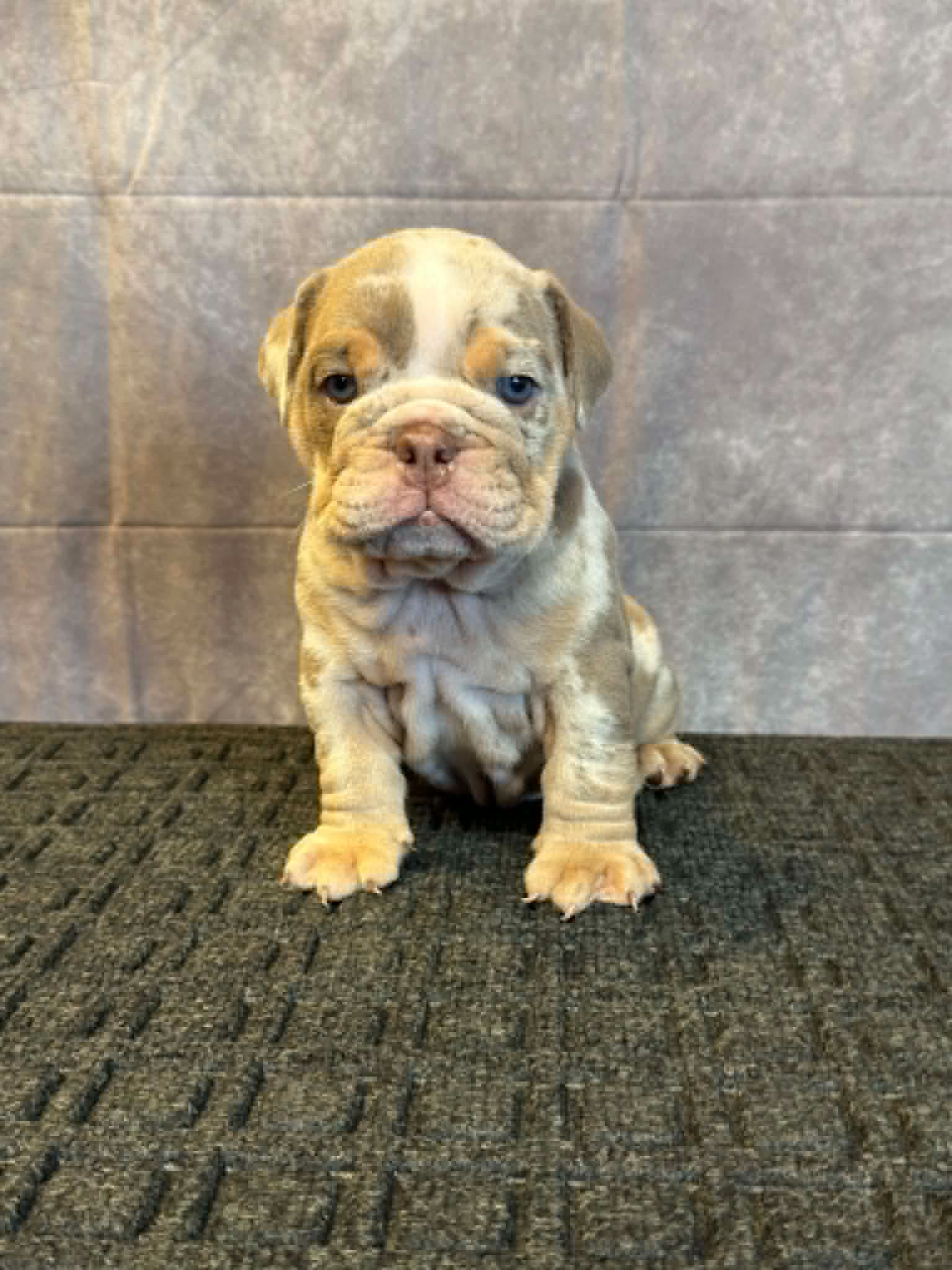 a79558d6-381b-4032-b72e-90acbdf7a81e Creme, an English Bulldog puppy