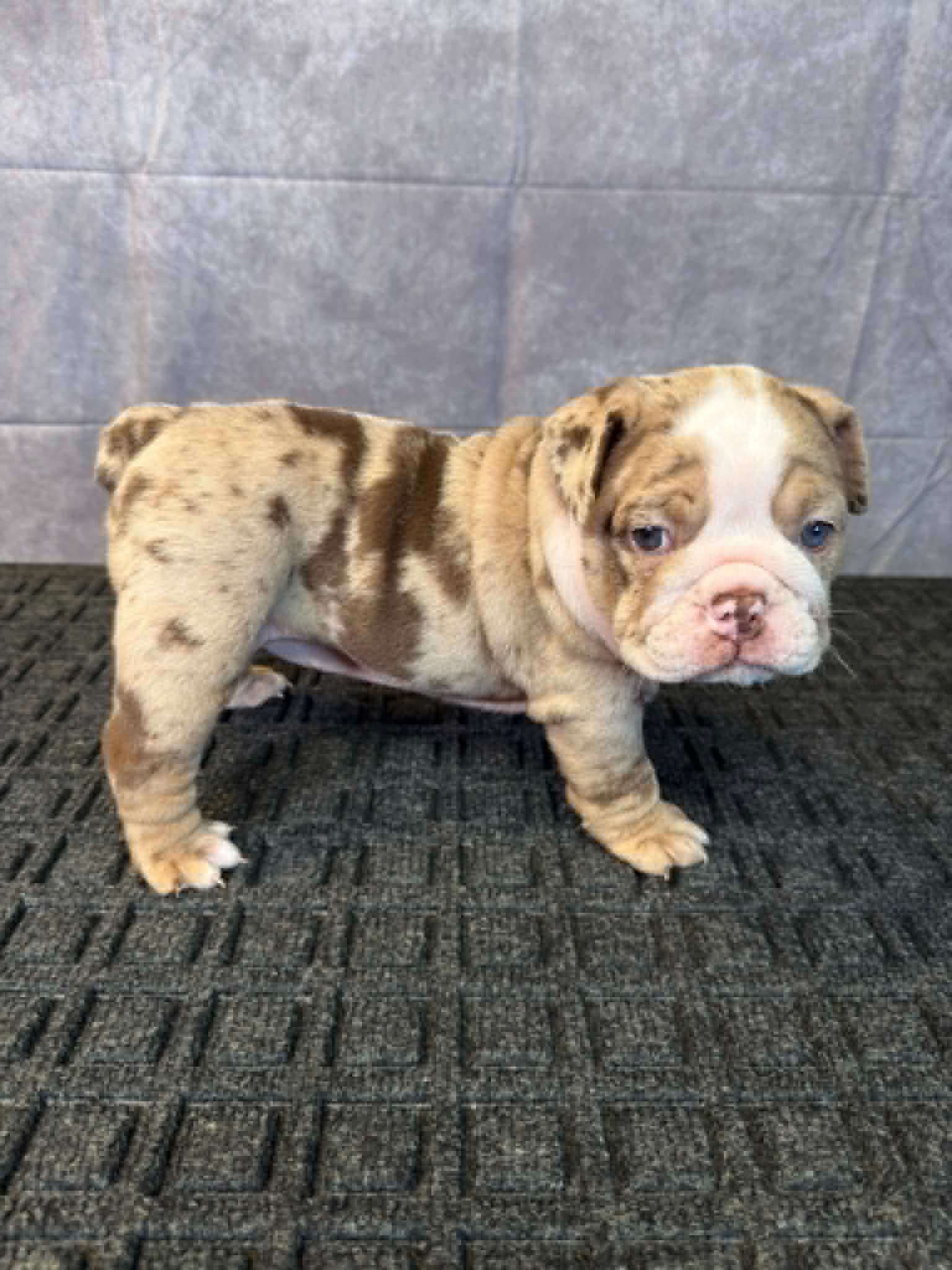 b30470c0-66e6-4ce9-a4c8-5921011517a4 Queen, an English Bulldog puppy