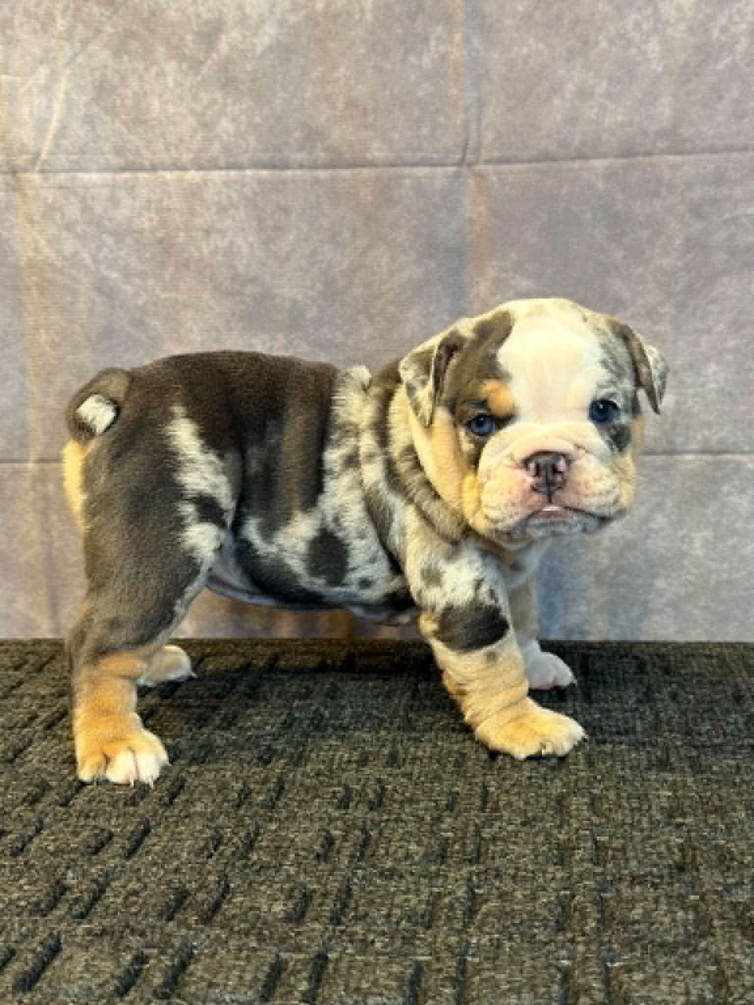 b82e24dc-ef42-4f70-96bc-929ea52c21bf Oreo, an English Bulldog puppy
