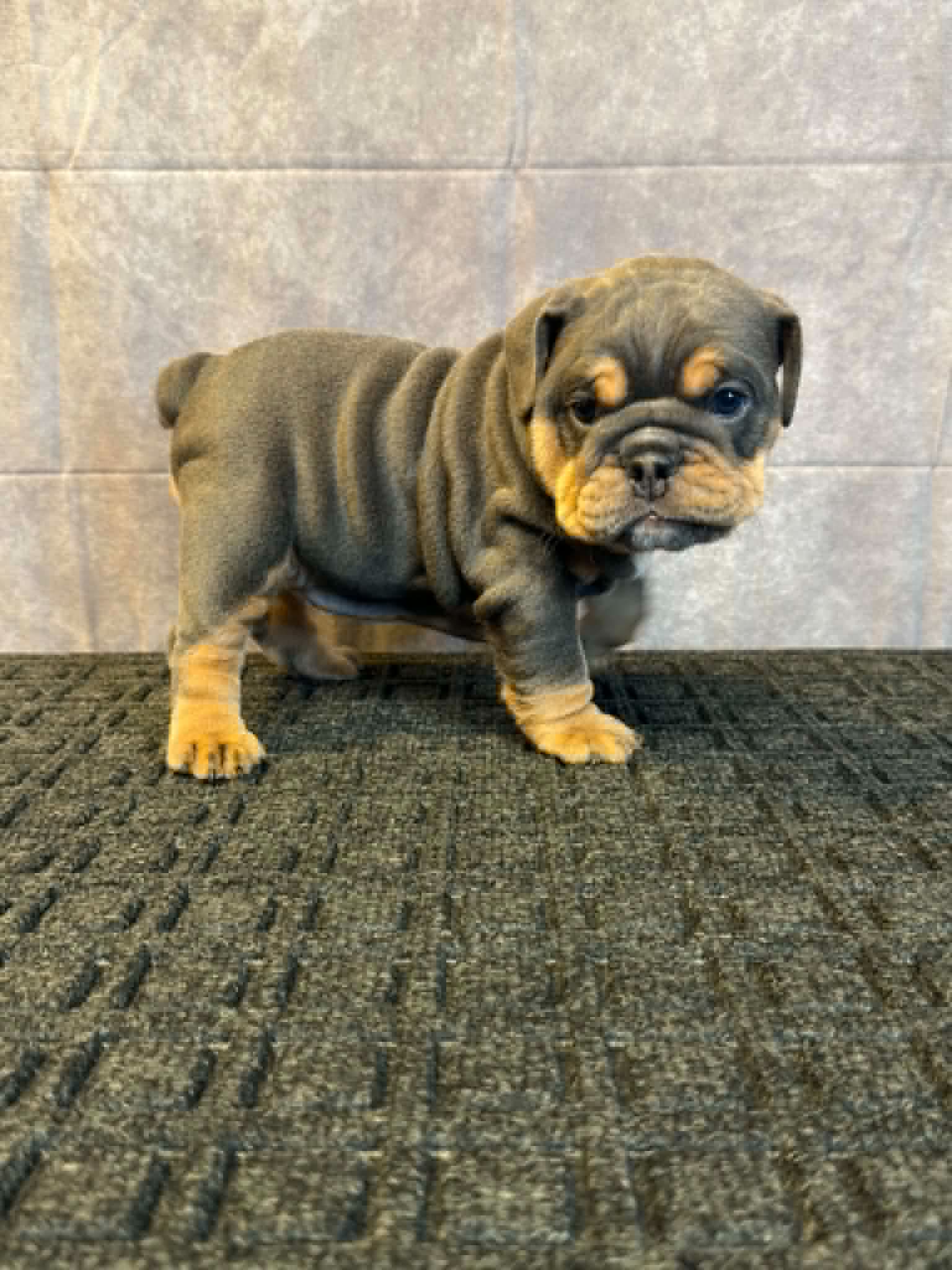 e227b656-8c90-4142-9b6a-108a3406fffb Peach, an English Bulldog puppy