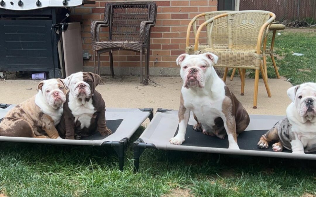 Bulldogs resting on raised beds outdoors