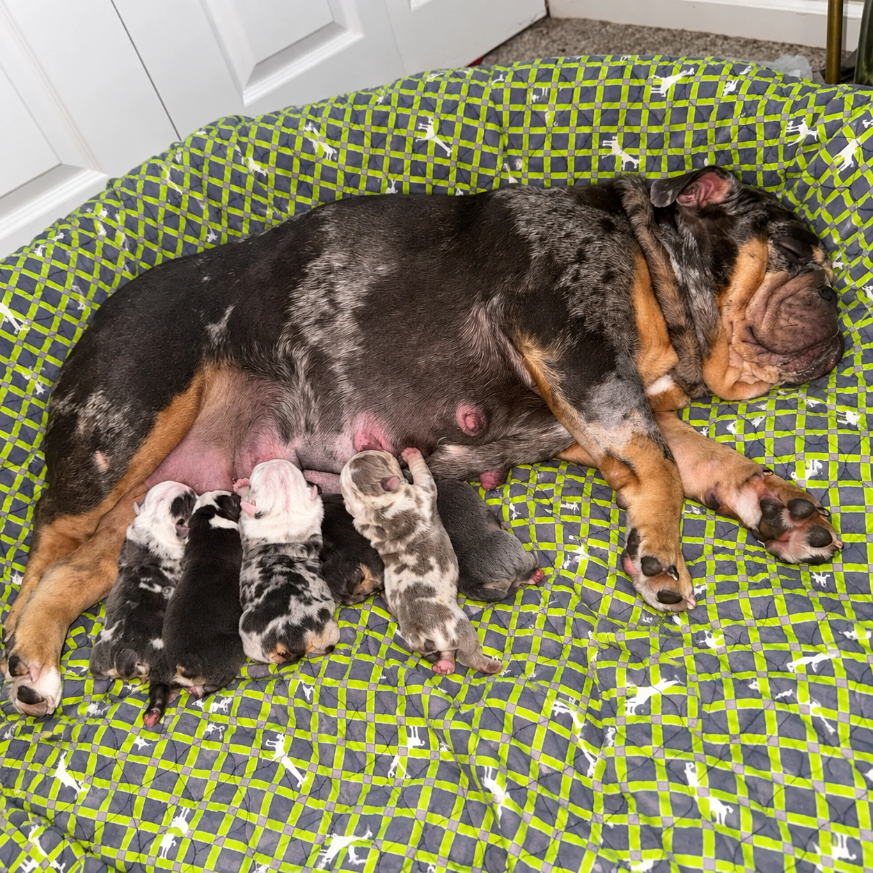 Millie with her newborn litter