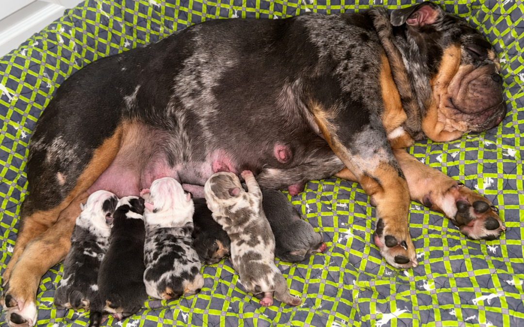 Millie lying with her newborn puppies