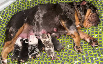 Meet Millie’s Newborn litter